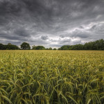 Storm in crop field